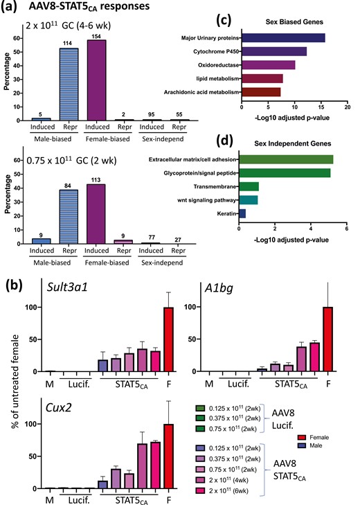 AAV8-STAT5CA responsive genes in male liver. (A) Percentage of all genes that are either consistently sex biased at false discovery rate (FDR) < 0.05 (Table S2, n = 475 genes) (42) or stringently sex-independent genes (Table S3, n = 8246 genes) (42) and whose expression in AAV8-STAT5CA-treated liver (as indicated) is significantly induced or repressed compared with control liver (FDR < 0.05). Top: Results for CD-1 male mice; bottom panel: results for C57BL/6 mice. GC, genome copies of AAV8 virus. Number of responding genes is shown above each bar. (B) Dose responses for AAV8-STAT5CA induction of 3 highly female-biased genes. Data based on reverse transcriptase-qPCR analysis of liver RNA, mean ± standard error of the mean for n = 2-6 livers per group, expressed as percentage of gene expression in control (untreated) female (F) mouse liver. M, male group. (C, D) DAVID pathway analysis of the sets of sex-biased genes (C) and sex-independent genes (D) that are responsive to STAT5CA. Shown are the top 5 enriched clusters, with bars indicating -log10 P values (Benjamini-Hochberg corrected) for enrichment.