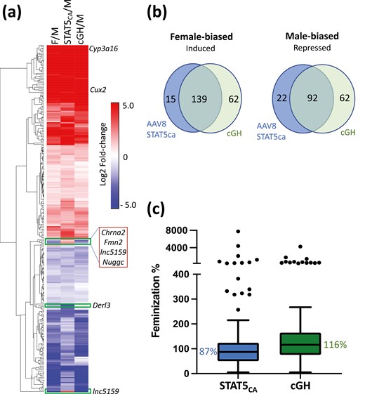 Effects of STAT5CA and cGH infusion on sex-biased gene expression. (A) Heatmap showing impact of STAT5CA or cGH infusion on the expression of 275 responsive sex-biased genes (log2 fold-change increases or decreases) in male mouse liver as indicated. M, male; F, female. (B) Overlap between female-biased genes induced by AAV8-STAT5CA and those induced by cGH after either 7 or 14 days (left), and between male-biased genes repressed by AAV8-STAT5CA and those repressed by cGH after either 7 or 14 days (right). Excluded are 5 male-biased genes induced by AAV8-STAT5CA and 1 female-biased genes repressed by AAV8-STAT5CA. (C) Boxplots showing the distribution of feminization values for 139 female-biased genes induced in male liver in both mouse models (see Table S2) (42). Median value, horizontal line in each box.