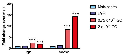 Expression of direct STAT5 target genes Igf1 and Socs2 in male liver: impact of cGH infusion and AAV8-STAT5CA. Shown are expression level determined by RNA-seq (fold-change values relative to male control), indicating supraphysiological induction of Socs2, and to a lesser extent Igf1, by AAV8-STAT5CA. Significance was determined by edgeR: ***Adjusted P value < E-05.