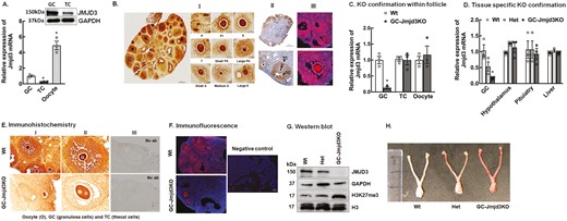 Expression of Jmjd3 in ovarian cells and development of granulosa cell-specific Jmjd3 knockout mouse model (A) Expression of Jmjd3 mRNA in granulosa cells (GCs), theca cells (TCs), and oocytes isolated from 8- to 9-week-old Wt mice. The mRNA levels were measured by quantitative real-time PCR and normalized to Rpl19 mRNA using the ΔΔCt method. Results are represented as means ± SEM (n = 3, *P < .01 vs GCs using Student’s t-test). Representative Western blot (inset) of JMJD3 expression in GCs and TCs isolated from Wt mice (n = 3). (B) Representative immunohistochemistry (panel I and II) and immunofluorescence (panel III) of JMJD3 expression in the ovarian section of 8- to 9-week-old Wt mice. P, primordial follicle; Pr, primary follicle; S, secondary follicle; t, tertiary follicle; PA, pre-antral follicle; A, antral follicle. (C) Relative expression of Jmjd3 mRNA levels by quantitative PCR in granulosa cells (GCs), theca cells (TCs), oocytes isolated from 8- to 9-week-old Wt and GC-Jmjd3KO mice. Data are displayed as mean ± SEM (n = 3) and normalized to Rpl19 (*P < .01 vs Wt using Student’s t-test). (D) Relative expression of Jmjd3 mRNA levels by quantitative PCR in granulosa cells, hypothalamus, pituitary and liver isolated from 8- to 9-week-old Wt, heterozygous (Het), and GC-Jmjd3KO mice. Data are displayed as mean ± SEM (n = 3) and normalized to Rpl19 (*P < .01 vs Wt using 2-way ANOVA followed by Dunnett’s multiple comparison test). (E,F) Representative immunohistochemistry (E) and immunofluorescence (F) pictures of ovarian sections showing JMJD3 expression in follicles isolated from 8- to 9-week-old Wt and GC-specific Jmjd3KO mouse. GC, granulosa cells; O, oocyte; TC, theca cells. (G) Representative immunoblots demonstrating the expression JMJD3 and H3K27me3 levels in granulosa cells isolated from Wt, heterozygous (Het) litter mates and GC-Jmjd3KO mice. GAPDH and H3 are used as internal controls (n=3). (H) Granulosa cell–specific Jmjd3 knockout mice have normal reproductive organs. Macroscopic comparison of the female utero-genital tract at estrus between 8- to 9-week-old Wt, heterozygous (Het) litter mates, and GC-Jmjd3KO mice.