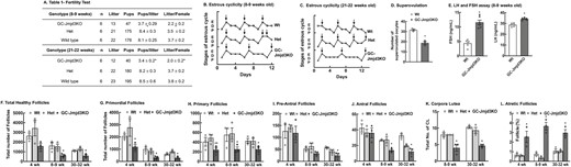 Expression of Jmjd3 in granulosa cells is important for female fertility. (A) Fertility test: Wt, Het and GC-Jmjd3KO female animals were subjected to 12-week-long continuous mating study with Wt males. Two females were housed with 1 8- to 10-week-old fertile Wt male mouse. The male was replaced every 2 weeks with another fertile male. Cages were monitored daily, and number of pups and litters were recorded. Data are represented as mean ± SEM (n = 6, *P < .01 vs Wt using ANOVA). (B,C) Knockout of Jmjd3 disrupts estrous cyclicity. Representative estrous cycles of individual Wt, Het, and GC-Jmjd3KO mice. Estrus stage is denoted by an arrow in each case. Estrus stage is denoted by arrow in each case (E, estrus; D, diestrus; P, proestrus;). Six mice were taken from each genotype to test the estrous cyclicity. (D) Number of superovulated oocytes in 8- to 9-week-old Wt and GC-Jmjd3KO mice. Mice were given a single intraperitoneal injection of 10 IU of pregnant mare serum gonadotropin (Biovendor) followed 48 hours later by 10 IU of human chronic gonadotropin (Sigma). After 18 hours, oocyte/cumulus masses were surgically isolated from the ampulla and counted. Data are represented as mean ± SEM (n = 3 mice, *P < .01 vs Wt, using Student’s t test). (E) Serum concentration of LH and FSH in Wt and GC-Jmjd3KO mice. Data are represented as mean ± SEM (n = 3, *P < 0.01 vs Wt using Student’s t-test). (F-K) Follicle numbers in the ovaries of 4-, 8- to 9-, and 30- to 32-week-old Wt, Het, and GC-Jmjd3KO female mice. The types of follicles counted are (F) total, (G) primordial (Pr), (H) primary (P), (I) pre-antral (PA), (J) antral (A) and (K) corpus luteum (CL) (n = 3 ovaries per genotype; *P < .05 vs Wt, **P < 0.05 vs Het using Student’s t-test). (L) Ovaries of GC-Jmjd3KO mice have increased percentage of atretic follicle compared to Wt mice (n = 3, *P < .05 vs Wt using Student’s t-test).