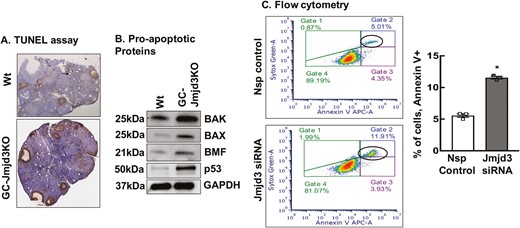 Ablation of Jmjd3 promotes the granulosa cell apoptosis. (A) Ovaries from GC-Jmjd3KO females have a higher rate of apoptosis. TUNEL-stained sections of ovarian tissue from 8- to 9-week-old Wt and GC-Jmjd3KO animals (n = 3). (B) Pro-apoptotic protein levels in 8- to 9-week-old Wt and GC-Jmjd3KO animals (n = 6). (C) Representative figure of Annexin V-APC and PI-stained flow cytometry analysis showing the extent of apoptosis in Jmjd3 siRNA treated mouse granulosa cells. Histogram represents the percentage of apoptotic primary mouse GCs treated with nonspecific siRNA (Nsp) control or Jmjd3 siRNA for 48 hours. Data are displayed as means ± SEM (n = 3 experiments and for each experiment, GCs isolated from 3 mice were pooled together *P < .01 vs. Nsp siRNA using Student’s t-test).