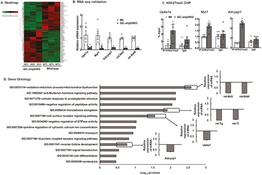 Knockout of Jmjd3 alters global transcriptome level in mouse granulosa cells (A) Heatmap of differentially expressed genes in granulosa cells isolated from 8- to 9-week-old GC-Jmjd3KO and Wt mice (n = 3 samples and for each samples, GCs isolated from 5 mice were pooled) sorted by adjusted P value by plotting their log2 transformed expression values in samples. (B) Relative expression of Upk1a, Myl1, Adcyap1, mt-Nd3 and mt-Nd4l mRNA levels by quantitative PCR in the GCs isolated from 8- to 9-week-old Wt and GC-Jmjd3KO mice. Data are displayed as means ± SEM (n = 6) and normalized to Rpl19 *P < .05 vs Wt using Student’s t-test. (C) Anti-H3K27me3 ChIP-assay in GCs isolated from ovaries of 8- to 9-week-old Wt and GC-Jmjd3KO mice showing H3K37me3 levels within the promoter (–500 bp from TSS) of Upk1a, Myl1, Adcyap1 genes. IgG represents non-specific antibody. Values represent percentage input. Data are displayed as mean ± SEM (n = 6 experiments, for each experiment GCs isolated from 3 mice were pooled together: and *P < .05, vs Wt using Student’s t-test). (D) Gene ontology analysis: Gene ontology terms of significantly enriched pathways with an adjusted P < .05 in the differentially expressed gene sets.