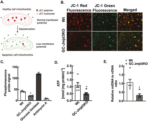 Ablation of Jmjd3 disrupts cellular respiration and ATP production in granulosa cells. (A) Schematic representation of JC-1 dye in regulating membrane potential. Higher ratio of red to green fluorescence represents higher polarization of mitochondrial membrane. (B) Representative pictures demonstrating mitochondrial membrane potential measured by JC-1 labeling in granulosa cells isolated from 8- to 9-week-old Wt and GC-Jmjd3KO mice (scale bar = 200 µm). (C) Oxygen consumption rates (OCR) in granulosa cells isolated from 8- to 9-week-old Wt and GC-Jmjd3KO mice. Glucose oxidase and Antimycin A represent positive and negative controls, respectively. Data are represented as mean ± SEM (n = 6; *P < .01 vs Wt using 1-way ANOVA, followed by Dunnett’s multiple comparison test). (D) ATP levels in Wt and GC-Jmjd3KO female mice. Data represented as mean ± SEM (n = 6 for each genotype; *P < .05 vs Wt using Student’s t-test). (E) Mitochondrial DNA (mtDNA) content represented as ratio of mitochondrial to nuclear DNA (mtDNA/nDNA) in granulosa cells isolated from ovaries of 8- to 9-week-old Wt and GC-Jmjd3KO mice. Data are displayed as mean ± SEM (n = 6, *P < .01 vs Wt using Student’s t-test).