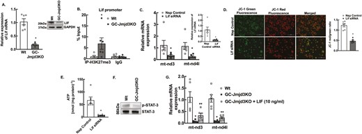 Jmjd3 affects mitochondrial function by regulating Lif expression. (A) Relative expression of Lif mRNA and LIF protein (inset) levels by quantitative PCR and Western blot, respectively, in mouse granulosa cells isolated from 8- to 9-week-old Wt and GC-Jmjd3KO mice. Data are displayed as mean ± SEM (n = 6) and normalized to Rpl19 (*P < .01 vs Wt using Student’s t-test). (B) Anti-H3K27me3 ChIP-assay in granulosa cells isolated from 8- to 9-week-old Wt and GC-Jmjd3KO mice showing H3K37me3 levels within the promoter region (–500 bp from TSS) of Lif. IgG represents non-specific antibody. Values represent percentage input. Data are displayed as mean ± SEM (n = 6 experiments and for each experiment granulosa cells isolated from 3 mice were pooled together; and *P < .05 vs Wt using Student’s t-test). (C) mt-Nd3 and mt-Nd4l mRNA levels in primary cultures of granulosa cells treated with nonspecific (Nsp) control or Lif-specific siRNA for 48 hours. Inset represents the confirmation of siRNA-mediated knockdown of Lif (inset). Data are displayed as mean ± SEM (n = 6 experiments, for each experiment GCs isolated from 2 mice were pooled together) and normalized to Rpl19 (*P < .01 vs Nsp control using Student’s t-test). (D) Representative figure of mitochondrial membrane potential change measured by JC-1 labeling in primary granulosa cells cultures isolated from 8- to 9-week-old mice and treated with nonspecific (Nsp) control or Lif-specific siRNA (Scale bar = 200 µm). Bar diagram shows the quantification of the JC-1 red-to-green ratio. Data are represented as mean ± SEM (n = 6, *P < .01 vs Nsp control using Student’s t-test). (E) ATP levels in granulosa cells treated with nonspecific (Nsp) control or Lif-specifc siRNA. Data are represented as mean ± SEM (n = 6; *P < .01 vs Nsp control using Student’s t-test). (F) Representative Western blot of phosphorylated-STAT3 (p-STAT3, Tyr705) and total STAT3 levels in GCs isolated from GC-Jmjd3 KO and Wt mice (n = 3). (G) mt-Nd3 and mt-Nd4l mRNA levels in primary cultures of GCs treated with/without LIF (10 ng/mL, 18 hours) isolated from GC-Jmjd3KO mice compared with Wt animals. Data are displayed as mean ± SEM (n = 6) and normalized to Rpl19 (*P < .01 vs Wt and **P < .05 vs GC-Jmjd3KO using Student’s t-test).