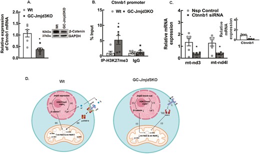 Regulation of β-catenin expression is another way JMJD3 influences mitochondrial gene expression and biogenesis. (A) Relative expression of Ctnnb1 mRNA and β-catenin protein levels (inset) in granulosa cells isolated from 8- to 9-week-old Wt and GC-Jmjd3KO mice. The mRNA levels were measured by quantitative real-time PCR and normalized to Rpl19 mRNA using the ΔΔCt method. Results are represented as means ± SEM (n = 6, for *P < .01 vs Wt using Student’s t-test). (B) Anti-H3K27me3 ChIP-assay in granulosa cells isolated from 8- to 9-week-old Wt and GC-Jmjd3KO mice showing H3K37me3 levels within the Ctnnb1 promoter (–500 bp from TSS). IgG represents nonspecific antibody. Values represent percentage input. Data are displayed as mean ± SEM (n = 6 experiments and for each experiment granulosa cells from 3 mice were pooled together: and *P < .05, vs Wt using Student’s t-test). (C) Effect of siRNA-mediated knockdown of Ctnnb1 on mt-Nd3 and mt-nd4l mRNA levels in primary granulosa cell cultures isolated from 8- to 9-week-old Wt mice treated with nonspecific (Nsp) control and Ctnnbl-specific siRNA. Data are displayed as means ± SEM (n = 6 experiments, for each experiment GCs isolated from 2 mice were pooled together, *P < .05 vs Nsp control using Student’s t-test) and normalized to Rpl19. (D) Proposed model. JMJD3 directly induces Lif and Ctnnb1 expression by decreasing the H3K27me3 gene repressive mark on their promoter region. LIF in turn induces the expression of mt-Nd3 and mt-Nd4l by activating STAT3. Ctnnb1 (ß-catenin) also influences the expression of these genes as well as regulated mitochondrial biogenesis.
