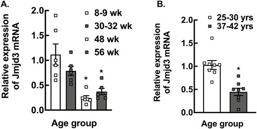 Age-dependent expression of Jmjd3 mRNA. (A) Relative expression of Jmjd3 mRNA levels in mouse granulosa cells (Wt) with respect to age. Data are displayed as means ± SEM (n = 6 for each genotype) and normalized to Rpl19 (*P < .01, vs Wt using Student’s t-test). (B) Relative expression of Jmjd3 mRNA levels by quantitative PCR in human granulosa lutein cells isolated from women of different age groups (25-30 years old and 37-42 years old) undergoing IVF cycle. Data are displayed as mean ± SEM (n = 6) and normalized to Rpl19 (*P < .01, vs 25- to 30-year-old age group using Student’s t-test).