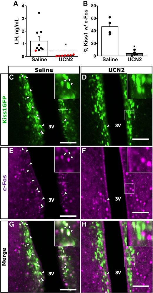 Effect of central UCN2 on the estradiol-induced LH surge and RP3V cell activation. A, Mean ± SEM LH concentrations and B, percentage RP3V Kiss1(GFP)/c-Fos coexpression in samples collected at the time of the anticipated LH surge (6 Pm) from OVX plus estradiol-treated females that either received saline (white bars) or 7.23 nmol UCN2 via i.c.v. injection in the morning (10 Am); n = 7-9/group. Dashed line in panel A represents LH surge threshold of 0.5 ng/mL; data points below this threshold are not considered a surge. Panels illustrate (C and D) immunostaining for Kiss1(GFP); (E and F) c-Fos; or (G and H) merged images in fixed neural tissue collected from OVX plus estradiol-treated females administered (C, E, and G) saline; or (D, F, and H) UCN2; n = 4-5/group. Arrowheads denote dual-labeled Kiss1(GFP) cells with c-Fos. White box indicates location of zoomed panels. Scale bar: 100 µm, 3 V, third ventricle. *P less than .05.