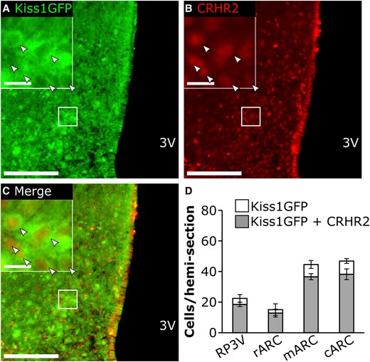 A to C, Representative photomicrographs of dual-labeled Kiss1CreGFP cells and CRHR2-immunostained cells from an OVX mouse. Panels illustrate immunostaining for A, Kiss1(GFP); B, CRHR2; or C, merged images. Arrows denote dual-labeled cells. White box indicates location of zoomed panels. Main panel scale bar: 50 µm, inset panel scale bar: 10 µm, 3 V, third ventricle. D, Bar graph represents average values across hemisections per animal (mean ± SEM; n = 3 for RP3V, n = 4 for ARC) for Kiss1(GFP) cells (white bars) and total Kiss1(GFP) cells expressing CRHR2 (gray bars) in the RP3V, as well as the rostral (r), middle (m), and caudal (c) aspects of the ARC.