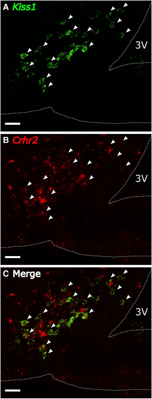 Representative photomicrographs of dual-labeled Kiss1 and Crhr2 cells via RNAscope in the (A to C) middle ARC of OVX female mice. Panels illustrate A, Kiss1; B, Crhr2; or C, merged image. Arrowheads denote dual-labeled Kiss1 cells with Crhr2. Scale bar: 50 µm, 3 V, third ventricle.