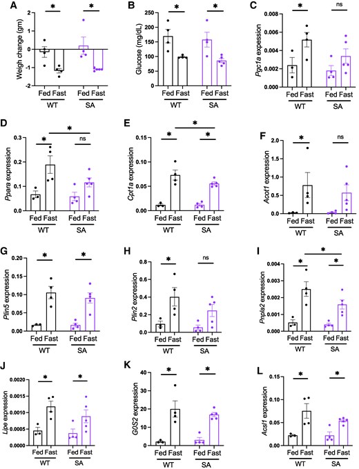 Hepatic lipid metabolism gene expression in young fed and fasted PLIN5 SA/SA female mice. Four-month-old female WT and SA mice were either fed ad libitum or fasted overnight. (A) Change in body weight and (B) blood glucose after overnight. (C-L) qPCR compared the expression of genes in lipid metabolism in the liver. Expression levels of target genes were corrected by Ppib expression. Each dot represents 1 mouse. Data are mean ± SEM. *P < .05, ns; not significant by the uncorrected Fisher LSD test of 2-way ANOVA.