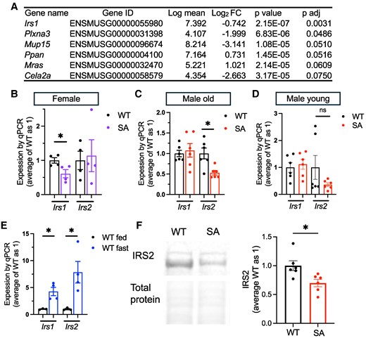 RNA sequencing of SA/SA liver identified differential expression of Irs1 and Irs2 in the liver. (A) The list of genes differentially expressed in the liver of female SA/SA (SA) mice compared with WT mice in RNA sequencing. FC, fold change. (B-D) qPCR compared the expression of Irs1 and Irs2 in the liver of (B) overnight fasted WT and SA female mice, n = 4, (C) overnight fasted 1-year-old WT and SA male mice, n = 6, (D) overnight fasted 3-month-old WT and SA male mice, n = 6, and (E) overnight fasted and ad libitum fed WT male mice, n = 3-4. (F) Western blot compared IRS2 and total protein levels in the livers of fasted WT and SA male mice. n = 6. Data are mean ± SEM. *P < .05, ns; not significant by the Student t test.