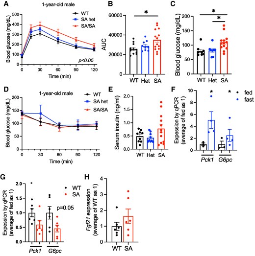 Glucose homeostasis and the expression of gluconeogenesis genes in the liver of 1-year-old PLIN5 SA/SA male mice. (A) Intraperitoneal glucose tolerance test compared male WT, SA het (het), and SA/SA (SA) mice at 1 year of age. (B) Area under the curve (AUC) of (A). (C) Fasting glucose of (A). (D) Intraperitoneal insulin tolerance test compared male WT, het, and SA mice at 1 year of age. (E) Serum insulin of 1-year-old male mice after overnight fasting. (A-E) n = 7-11 (WT), 3-9 (het), and 5-14 (SA). (F, G) qPCR compared the expression of Pck1 and G6pc (F) in the liver of WT mice fasted overnight vs fed ad libitum, n = 3-4, and (G) 1-year-old WT vs SA male mice fasted overnight, n = 5-6. (H) qPCR compared the expression of Fgf21 in the liver of 1-year-old WT vs SA mice fasted overnight. n = 6. Data are mean ± SEM. (A) Two-way ANOVA test. (B, C) *P < .05 by 1-way ANOVA with the Sidak multiple comparison test. (F, G) *P < .05 by the Student t test.