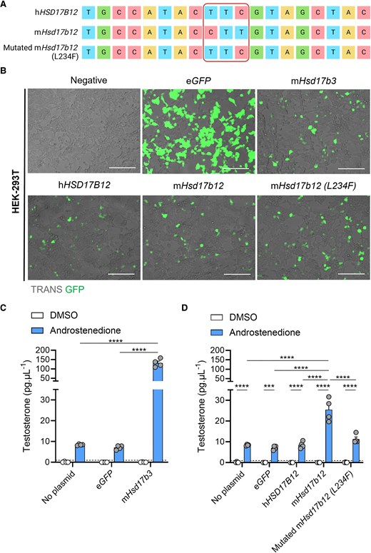 The presence of a leucine residue at amino acid position 234 in mouse HSD17B12 enables the conversion of androstenedione to testosterone. (A) Site-directed mutagenesis was performed on plasmids containing the genetic sequence of mouse (m)Hsd17b12 to alter a single leucine amino acid to a phenylalanine (L234F). Plasmids containing the genetic sequence for human (h) HSD17B12, mHsd17b12, and mutated mHsd17b12 (L234F) were sequenced by Sanger sequencing. Created with BioRender.com. (B) HEK-293T cells were transfected with plasmids carrying the eGFP reporter gene and steroidogenic enzyme genes, and testosterone in the culture media was quantified by mass spectrometry. Cells were transfected and treated with either DMSO (vehicle, open bars) or 150 ng/mL androstenedione (blue bars) for 24 hours. Representative images of HEK-293T cells that were transfected with plasmids expressing eGFP (green) alone (eGFP), or plasmids expressing eGFP, and either mHsd17b3, hHSD17B12, mHsd17b12, or a mutated mHsd17b12 which had a leucine amino acid substituted with a phenylalanine amino acid (L234F). Scale bar: 150 μm. TRANS: transillumination (C) Testosterone produced by cells transfected with mHsd17b3 were used as a positive control for the conversion of androstenedione to testosterone. (D) Testosterone produced by cells transfected with wild-type mHsd17b12, hHSD17B12, and mHsd17b12 carrying the L234F mutation. Testosterone limit of detection = 0.98 pg/mL and is denoted by the dotted black line on the y-axis. Technical triplicates were averaged and plotted as biological replicates (n = 4). Two-way ANOVA, Tukey's multiple comparisons test, data shown as mean ± SEM. Significant differences between groups are indicated as *** = P ≤ .001, **** = P ≤ .0001.