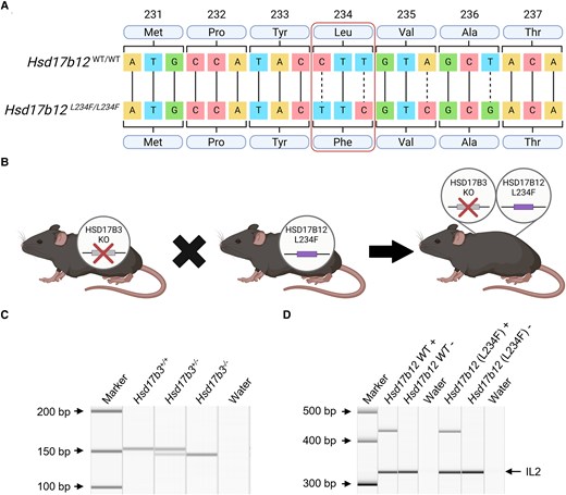 Generation and validation of Hsd17b3 knockout (KO) mice expressing HSD17B12L234F, with a mutation in amino acid position 234 that prevents its ability to convert androstenedione to testosterone. (A) Sanger sequencing of mouse Hsd17b12 in wild-type and mutated animals. Point mutations in the DNA sequence were made to change the leucine (Leu) amino acid to a phenylalanine (Phe) amino acid, altering the amino acid sequence to replicate that seen in the human protein sequence. The mutated sequence is referred to as L234F. Created with BioRender.com. (B) Mutated Hsd17b12 mice (Hsd17b12L234F) were cross-bred with Hsd17b3 KO mice to generate a mouse line incorporating both the Hsd17b3 null allele and the Hsd17b12 mutation. Created with BioRender.com. (C, D) Genotypes of mice were determined using standard PCR. (C) Presence of the Hsd17b3+/+ (wild-type) allele was indicated by a 153-base pair (bp) band. The Hsd17b3−/− (Hsd17b3 KO) allele was indicated by a 7-bp deletion which showed a 146-bp band. (D) The presence or absence (+ or −) of the Hsd17b12 wild-type gene and the mutated Hsd17b12 (L234F) gene was identified by PCR products that were 436 and 432 bp, respectively. Interleukin-2 (IL-2) was used as a positive control in amplified samples, shown by a 324-bp band.