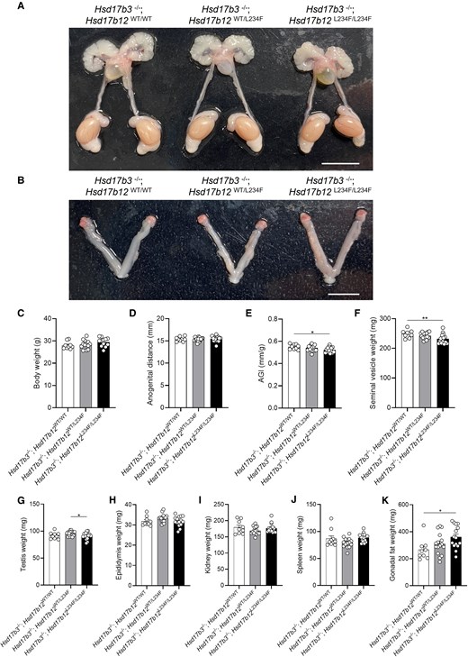 Characterization of the reproductive tract in adult (day 80) male Hsd17b3 knockout (Hsd17b3−/−) mice expressing the mutant Hsd17b12L234F/L234F allele. (A) Representative images of male and (B) female reproductive tracts of Hsd17b3−/−; Hsd17b12WT/WT, Hsd17b3−/−; Hsd17b12WT/L234F and Hsd17b3−/−; Hsd17b12L234F/L234F mice. Scale bars: 10 mm. (C) Total body weight, (D) anogenital distance, (E) anogenital index (AGI) (standardization of anogenital distance relative to body weight), (F) seminal vesicle, (G) testis, (H) epididymis, (I) kidney, (J) spleen, and (K) gonadal fat weights of male mice. One-way ANOVA, Tukey's test where P ≤ .05, data shown as mean ± SEM with n = 9-16. Significant differences between groups are indicated as * = P ≤ .05, ** = P ≤ .01.