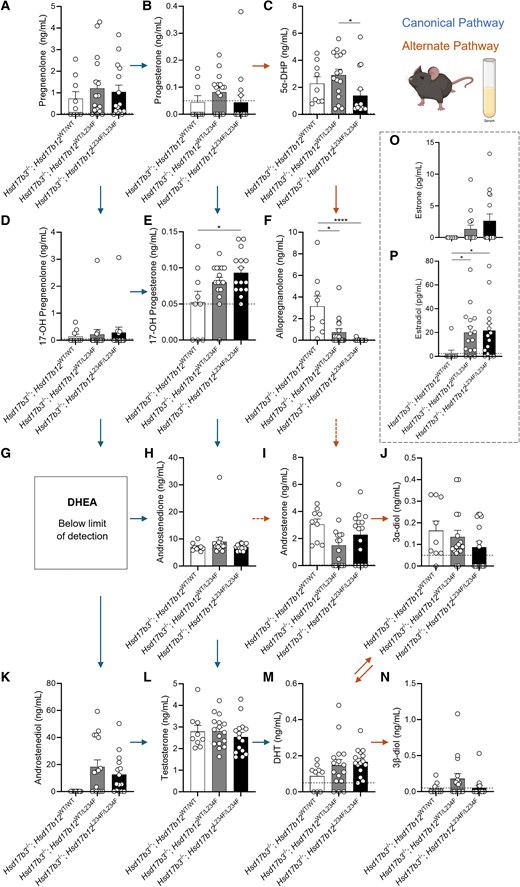Circulating steroid concentrations in adult (day 80) male Hsd17b3 knockout (Hsd17b3−/−) mice expressing the mutant Hsd17b12L234F allele. Mice were treated with human chorionic gonadotrophin (hCG) to stimulate maximal steroidogenesis. Androgens and androgen precursors include (A) pregnenolone, (B) progesterone, (C) 5α-dihydroprogesterone (5α-DHP) (D) 17-OH pregnenolone, (E) 17-OH progesterone (F) allopregnanolone (G) dehydroepiandrosterone (DHEA), (H) androstenedione, (I) androsterone, (J) 5α-androstane-3α, 17β-diol (3α-diol), (K) androstenediol, (L) testosterone, (M) dihydrotestosterone (DHT), and (N) 5α-androstane-3β, 17β-diol (3β-diol). Steroids were quantified from the serum collected from mice. The arrows indicate the direction of the canonical and alternate androgen production pathways. Dotted arrows indicate an indirect conversion. Biological replicates that were below the limit of detection were recorded as 0 ng/mL. The limit of detection ranged from 0.01 ng/mL to 0.05 ng/mL depending on the analyte and is indicated by a dotted black line on y-axis. One-way ANOVA, Tukey's test (for parametric data) or Kruskal-Wallis test (for nonparametric data), where P ≤ .05, data shown as mean ± SEM with n = 9-16 per group. Significant differences between groups are indicated as * = P ≤ .05, **** = P ≤ .0001. (O) Quantification of estrone and (P) estradiol concentrations in serum. Limit of detection = 2.5 pg/mL and is indicated by the dotted black line on y-axis, One-way ANOVA, Kruskal-Wallis test where P ≤ .05, data shown as mean ± SEM with individual values for n = 9-16 biological replicates per group.