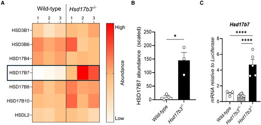 Upregulation of HSD17B7 protein and mRNA in HSD17B3-deficient mice. (A) Heat map representing the protein abundance of all hydroxysteroid dehydrogenases detected in wild-type and Hsd17b3 knockout (KO; Hsd17b3−/−) mice. The color scale indicates protein abundance. (B) Scaled abundance values of HSD17B7 in wild-type and Hsd17b3 KO mice. Data shown as scaled in relation to whole abundance of proteins detected. Scaling of data was performed on Proteome Discoverer 2.5 software for interpretation. Limit of detection on mass spectrometer was 0.2 (scaled). Biological replicates that were below the limit of detection were recorded as 0. One-way ANOVA, Tukey's test where P ≤ .05, data shown as mean ± SEM with n = 3 biological replicates per group. Significant differences between groups are indicated as * = P ≤ .05. (C) Hsd17b7 mRNA transcript levels in adult testes of wild-type (Hsd17b3+/+), heterozygous (Hsd17b3+/−) or homozygous (Hsd17b3−/−) mice. One-way ANOVA, Tukey's test where P ≤ .05, data shown as mean ± SEM with n = 5-8 biological replicates per group. Significant differences between groups are indicated as * = P ≤ .05, **** = P ≤ .0001.