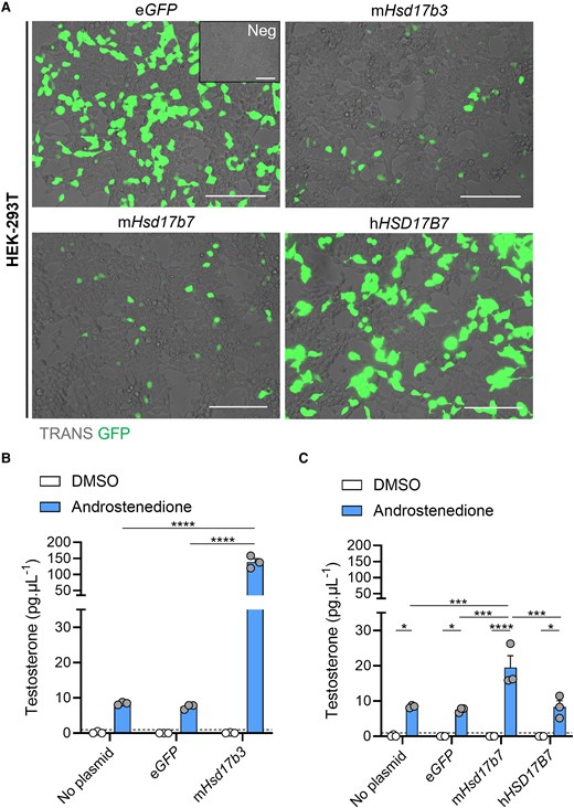 Mouse HSD17B7 can synthesize testosterone from androstenedione whereas human HSD17B7 cannot. (A) Representative images of HEK-293T cells transfected with either no plasmid (Neg), eGFP alone, or plasmids containing mouse (m) Hsd17b3, mouse mHsd17b7, or human (h)HSD17B7 with an eGFP reporter. Transfected cells indicated by eGFP expression (green). Scale bar: 150 μm. TRANS: transillumination. (B, C) Testosterone levels in culture media post transfection and following 24 hours of DMSO (vehicle, open bars) or 150 ng/mL androstenedione treatment (blue bars). Testosterone limit of detection = 0.98 pg/mL and is denoted by the dotted black line on the y-axis. Technical triplicates were averaged and plotted as biological replicates (n = 3). Two-way ANOVA, Tukey's test, data shown as mean ± SEM. Significant differences between groups are indicated as * = P ≤ .05, *** = P ≤ .001, **** = P ≤ .0001.