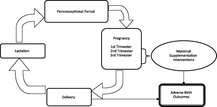 Design of most clinical trials evaluating associations between maternal nutrition and adverse birth outcomes (preterm birth, low birth weight, and/or intrauterine growth restriction) within the context of the complete reproductive cycle.