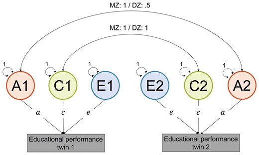 The Classical Twin Design (CTD). The CTD is fitted to data from monozygotic (MZ) and dizygotic (DZ) twins. Latent variables (circles) represent genetic (A), shared environmental (C), and non-shared environmental (E) factors. Their influence on educational performance (observed variables: squares) is given by path coefficients a, c, and e.