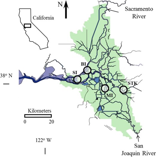 The California Delta showing the locations (circles) Sherman Island (SI), Brannon Island (BI), Mildred Island (MI), and Stockton (STK) for sampling threadfin shad, Dorosoma petenense.