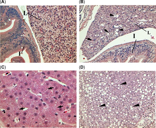 Histopathological sections of threadfin shad, Dorosoma petenense, (A) from the nonbloom site Sherman Island showing normal intestine (I) and glycogen‐rich liver (L) at ×100, (B) from the bloom site Mildred Island showing glycogen depletion (reduced prevalence of irregular shaped unstained tissue), single cell necrosis (arrows), and lipidosis (arrowheads) at ×100, (C) from the nonbloom site Stockton showing severe glycogen depletion and cytoplasmic inclusion bodies (arrows) at ×400, and (D) from the bloom site Brannon Island showing severe lipidosis (arrowheads) at ×200.