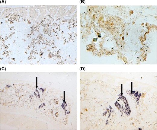 In situ hybridization of the intestine of threadfin shad, Dorosoma petenense, from the upper San Francisco Estuary. A negative staining of Microcystis DNA in the intestine of threadfin shad from Sherman Island with no Microcystis at (A) ×100 and (B) ×400. Blue precipitates indicate ingested Microcystis cells (arrows) in the lumen of the intestine and in between the intestinal wall and lining of threadfin shad at (C) ×100 and (D) ×400 from bloom‐impacted Mildred Island.