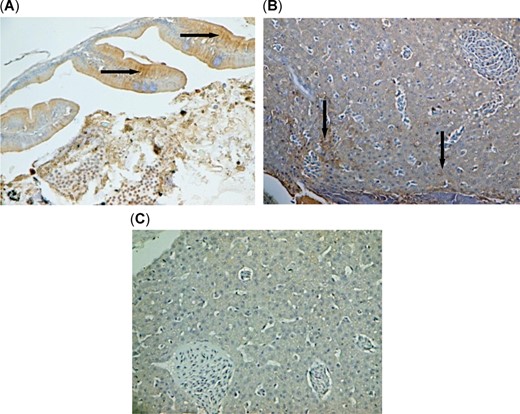 Microcystin‐LR localization as shown in positive brownish stains (arrows) in (A) intestine at ×400 and (B) liver of threadfin shad (Dorosoma petenense) at ×100, from Brannon Island with Microcystis blooms compared with liver of threadfin shad from Sherman Island without Microcystis bloom, which did not show any positive staining with microcystin‐LR in liver tissue (C) at ×100.