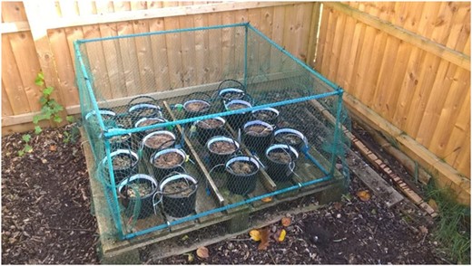 A photo of the outdoor setup used for holding mesocosms during the present study.