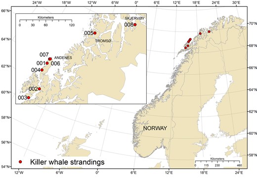 Locations of the 8 stranded or by‐caught killer whales (Orcinus orca) sampled 2015 to 2017 in northern Norway and included in the present study.