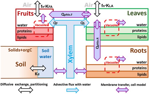 Systems graph of the pharmaceuticals and personal care product model for plant uptake of weak acids and bases, where K describes partition coefficients, Q is advective fluxes, Qphlo is phloem flux, index F is fruits, A is air, L is leaves, R is roots, Kd is the distribution coefficient between the soil matrix and the soil pore water, and fn is fraction of chemical present as neutral molecules in cytosol of leaves.