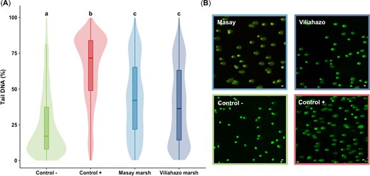 (A) Percentage of damage to the DNA of erythrocytes of Oreochromis niloticus exposed to tap water (negative control), ethyl methanesulfonate (positive control), and water taken from the urban (Masay) and rural (Viliahazo) marshes (n = 5 fish per condition, 400 measurements performed per fish) presented as box plots and violin plots (i.e., probability density of the data at different values). Lowercase letters denote significant differences (p < 0.05) between experimental conditions. (B) Degradation of DNA in O. niloticus erythrocytes by epifluorescence microscopy. Scale bar = 20 μm.