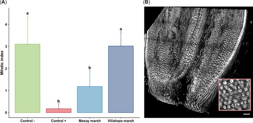 (A) Mitotic index of the root meristem cells of Allium cepa bulbs (n = 4 per condition, three measurements performed per bulb) exposed to tap water (negative control), ethyl methanesulfonate (positive control), and water from the urban (Masay) and rural (Viliahazo) marshes investigated. Lowercase letters denote significant differences (p < 0.05) between experimental conditions. (B) Three‐dimensional image of the meristem region used to calculate the mitotic index from a Z‐stack of 109 optical slices and tile scan function (frame size 1570 × 1570 × 110 µm) in the root apex. Inset: Magnified view of a portion of meristem cells showing some mitosis. Scale bar = 100 µm. Values are means ± SD.