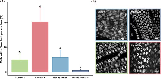 (A) Proportion of cells with three or more nucleoli per nucleus in meristem cells of Allium cepa roots (from n = 4 bulbs per condition) exposed to tap water (negative control), ethyl methanesulfonate (positive control), and water from urban (Masay) and rural (Viliahazo) marshes investigated. Lowercase letters denote significant differences (p < 0.05) between experimental conditions. (B) The nucleus of root meristem cells in each experimental condition. Four bulbs were used per experimental condition. Scale bar = 10 μm. Values are means ± SD.