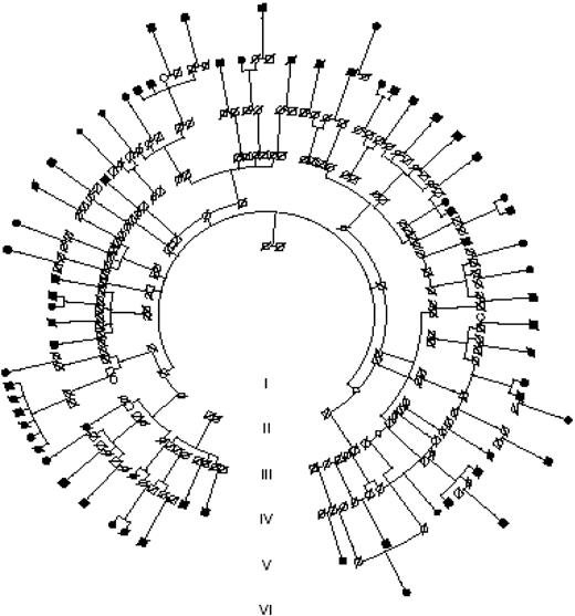 Figure 1 A large representative pedigree showing 69 patients with AF. Filled circles represent affected females and filled squares affected males. Slash marks denote family members listed in the local death registry. The AF patients presented could be traced to common ancestors less than or equal to six previous generations.