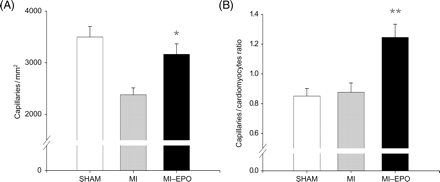 Effect of erythropoietin treatment on neovascularization. (A) Measurements of capillary density in number of capillaries per millimetre2. (B) Bar graph representing the capillary-to-myocyte ratio in different groups. *P < 0.05 vs. myocardial infarction, **P < 0.01 vs. myocardial infarction.