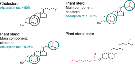 Chemical structure of cholesterol, sitosterol (plant sterol), and sitostanol (plant stanol). Both plant sterols and plant stanols differ from cholesterol only in the side chain attached to the sterol ring. Plant stanols are saturated plant sterols without a double bond in the sterol ring. Due to their saturation status, plant stanols are less effectively absorbed. Esterified plant sterols and plant stanols are supplemented in ‘nutraceuticals’ to reduce serum cholesterol levels (modified from ref. 14).