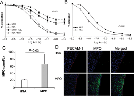 Nitric oxide-dependent relaxation of explanted pig vessel segments and vascular myeloperoxidase deposition. (A) Relaxation of explanted segments of the internal mammary artery in response to acetylcholine. There was a significant attenuation of acetylcholine-dependent relaxation in vessel segments from animals treated with myeloperoxidase (56.9 ± 3% in myeloperoxidase-treated pigs vs. 89.4 ± 4% in rings from human serum albumin-treated animals, P < 0.01). Addition of H2O2 further decreased acetylcholine-dependent vasorelaxation in rings explanted from myeloperoxidase-treated animals (45.4 ± 4%, *P = 0.021), whereas vessel segments from human serum albumin-treated animals showed no H2O2-dependent impairment of vessel relaxation (89.5 ± 5%). (B) Nitroglycerine-induced relaxation was significantly reduced in explanted segments of the internal mammary artery derived from myeloperoxidase-treated animals (P < 0.001). (C) Heparin-dependent liberation of myeloperoxidase after ex vivo perfusion of explanted pig internal mammary artery. Vessels from myeloperoxidase-treated animals revealed increased levels of myeloperoxidase in the eluate when compared with human serum albumin-treated pigs. (D) Immunofluorescent imaging displayed vascular myeloperoxidase deposition in explanted internal mammary artery segments of myeloperoxidase-treated pigs when compared with human serum albumin-treated animals (red, PECAM; green, MPO; blue, DAPI; magnification ×200).