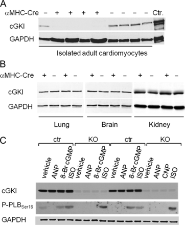 Expression and activity of cGMP-dependent protein kinase I in cardiomyocytes of control mice and mice with cardiac deletion of cGMP-dependent protein kinase I. (A) cGMP-dependent protein kinase I was detected in isolated cardiomyocytes from control mice but was absent in cardiomyocytes from KO mice (+ αMHC-Cre). (B) cGMP-dependent protein kinase I expression levels in the lung, brain and kidney were not different between genotypes. (C) In cardiomyocytes from control mice, 8-Br cGMP (10 μM, 15 min) and isoproterenol (10 nM, 15 min) increased the phosphorylation of phospholamban at Ser16. In cGMP-dependent protein kinase I-deficient cardiomyocyte (KO), the effect of 8-Br cGMP was abolished but the effect of isoproterenol was preserved. Atrial natriuretic peptide (100 nM, 15 min) did not stimulate phospholamban phosphorylation. GAPDH was used as loading control.