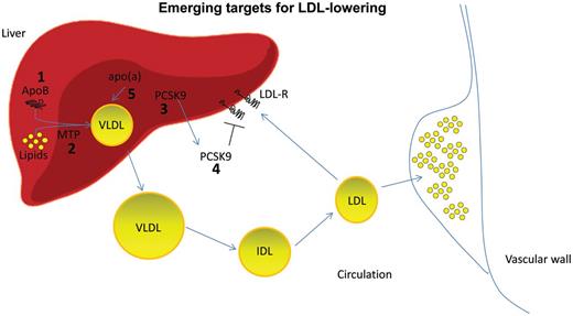 Emerging targets for dyslipidaemia. The novel drugs that are under development for the treatment of dyslipidaemia present several mechanisms of action. Emerging therapeutic agents for low-density lipoprotein-cholesterol lowering will: (a) interfere with lipoprotein synthesis in the liver by silencing apolipoprotein B expression (1) or inhibiting microsomal triglyceride transfer protein (MTP) activity (2); (b) promote low-density lipoprotein-receptor activity by silencing (3) or blocking (4) proprotein convertase subtilisin/kexin type-9. Specific silencing of apolipoprotein(a) is also under investigation (5).