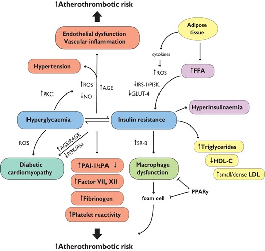 Hyperglycaemia, insulin resistance, and cardiovascular disease. AGE = advanced glycated end-products; FFA = free fatty acids; GLUT-4 = glucose transporter 4; HDL-C = high-density lipoprotein cholesterol; LDL = low-density lipoprotein particles; NO = nitric oxide; PAI-1 = plasminogen activator inhibitor-1; PKC = protein kinase C; PPARy = peroxisome proliferator-activated receptor y; PI3K = phosphatidylinositide 3-kinase; RAGE = AGE receptor; ROS = reactive oxygen species; SR-B = scavenger receptor B; tPA = tissue plasminogen activator.