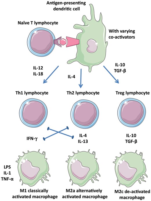 Diverse leucocyte populations in atherosclerotic plaques. Depending on the context of antigen presentation including the cytokine environment, naïve T-cells and macrophages may adopt several phenotypes that are more or less inflammatory. Polarization of the environment is promoted by the positive and negative interactions indicated. Th1, Th2, Treg: T-cell subtypes; M1, M2a, M2c: macrophage subtypes.