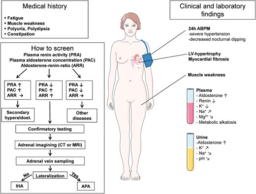 Medical history, clinical findings, and screening work-up in patients with suspected primary aldosteronism. PRA, plasma renin activity; PAC, plasma aldosterone concentration; ARR, aldosterone–renin ratio; 24 h-ABPM, 24 h ambulatory blood-pressure monitoring; LV, left ventricular; K+, potassium; Na+, sodium; Mg2+, magnesium; APA, aldosterone-producing adenoma; IHA, idiopathic hyperaldosteronism.