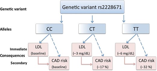 The effects of rs2228671 genotypes in the LDL receptor gene on LDL cholesterol (mg/dL) and coronary artery disease risk (% risk change) are shown as assessed by Linsel-Nitschke et al. across different cohorts compromising data from about 9000 individuals.16 The decrease of LDL serum concentration and the decrease in coronary artery disease risk go in parallel the number of T alleles. Since the gene has no other known functions it can be assumed that the LDL increase is causally involved in coronary artery disease.