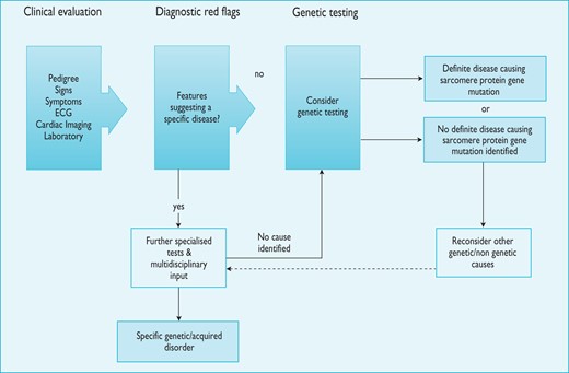 Schematic summarising the general approach to the diagnosis of hypertrophic cardiomyopathy. Notes: 1. Counselling is essential before and after testing for genetic disease. 2. Genetic testing is recommended in patients fulfilling diagnostic criteria for HCM to enable cascade genetic screening of their relatives. 3. For recommendations on individual investigations see relevant sections. ECG = electrocardiogram.