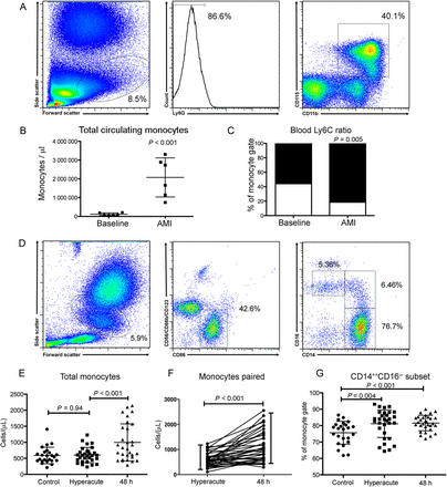 Acute myocardial infarction results in an increase in total peripheral circulating monocytes of an inflammatory phenotype in both mice and humans. (A) Fluorescence-activate cell sorting (FACS) gating strategy to identify monocytes in peripheral blood (mice, n = 6/group). (B) Acute myocardial infarction results in a significant 4-fold increase in total monocytes (P < 0.001), which were predominately of an inflammatory Ly6Chi phenotype (C). (D) Human monocyte (and monocyte subset) gating strategy (n = 24 control group, n = 30 acute myocardial infarction group). (E) Acute myocardial infarction results in a significant 2-fold increase in total monocytes (P < 0.001) at 48 h following injury but not at the hyperacute (at presentation) timepoint (F). (G) Monocytes at both the hyperacute and 48 h time points exhibited an inflammatory CD14++CD16− phenotype. Data are represented by mean ± standard deviation.