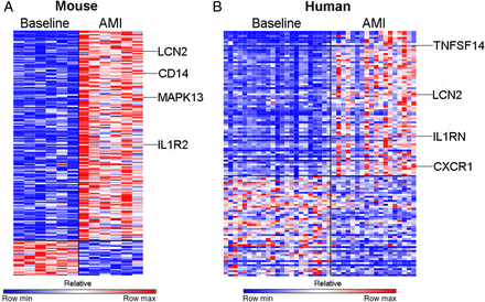 Acute myocardial infarction results in differential expression of genes in circulating monocytes in both humans and mice. (A) Analysis of the transciptome in mouse monocytes revealed differential expression of 196 genes (fold change >2; P < 0.01) of which 168 genes were significantly up-regulated and 28 genes were significantly down-regulated (n = 6/group). (B) In humans, 122 genes were differentially expressed (fold change > 2; P < 0.01) of which 72 genes were significantly up-regulated and 50 genes were significantly down-regulated (n = 24, control group, n = 30, AMI group).