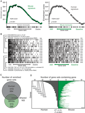 Monocytes from myocardial infarction in mouse and human are transcriptionally similar. (A) Mouse monocyte gene signature in acute myocardial infarction strongly enriches in the ranked gene list of human blood monocytes 48 h following infarct compared with the stable state (left) and vice versa (right). (B) Overlap of genes in same top enriching gene sets with the ranked gene list of the infarct vs. baseline state of monocytes in human (left) and mouse (right). (C) Number of gene sets in ImmuneSigDB v1.0 strongly enriching (FDR < 0.01) in infarct human and/or mouse monocytes. (D) Representation of genes in the leading edges of the 163 shared enriched gene sets. Genes were ranked from most to least represented in human dataset and shown is the number of times that gene appears in the leading edge of the enriched gene sets. Similarity of genes enriching in leading edges of enriched gene sets in both organisms was assessed by Spearman correlation.