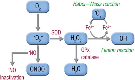 超氧化物（O2·−）由分子氧（O2）产生，可能与一氧化氮（·NO）反应形成过氧亚硝酸盐（ONOO−），从而降低一氧化氮的生物利用度。或者，超氧化物可被超氧化物歧化酶（SOD）歧化形成过氧化氢（H2O2），过氧化氢或被过氧化氢酶（CAT）和谷胱甘肽过氧化物酶（GPx）降解为水，或与铁（Fe3+）产生的超氧化物产生的游离亚铁（Fe2+）反应，在芬顿反应中形成羟基自由基（·OH），生物系统中活性最强的物种之一。整个反应循环称为Haber–Weiss反应或循环。